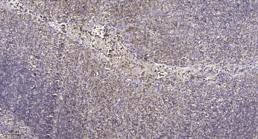 Manufacturer immunohistochemistry human tonsil FFPE with B4GALT1 antibody