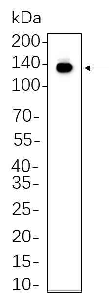 Anti-Human/Mouse CD117 Antibody [B1066] - ABMIUM