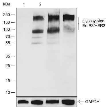 Anti-Human/Rat ErbB3/HER3 Antibody [A539] - ABMIUM