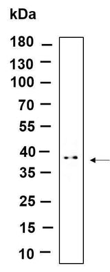 Anti-Human/Mouse/Rat STML2 Antibody [B914]