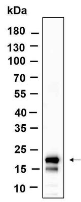 Anti-Human/Mouse/Rat Histone H3 Antibody [B936]