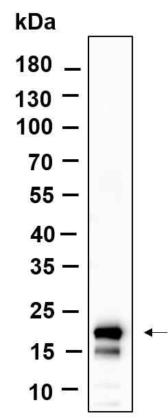 Anti-Human/Mouse/Rat Histone H3 Antibody [B936] - ABMIUM