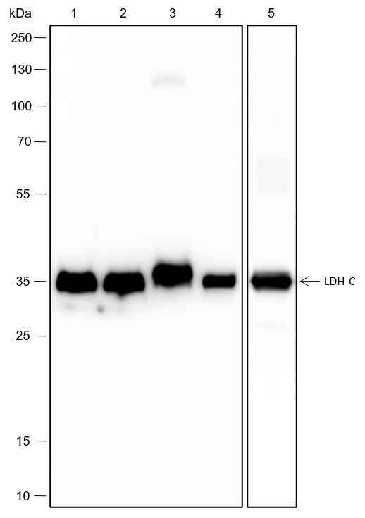 Anti-Human/Rat/Mouse LDHC Antibody [A443]