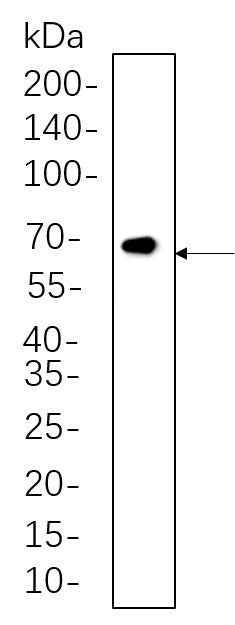 Anti-Human/Mouse/Rat/Pig Smad2, 3 Antibody [B570] - ABMIUM