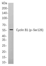 Anti-Human Cyclin B1 Antibody [B738]