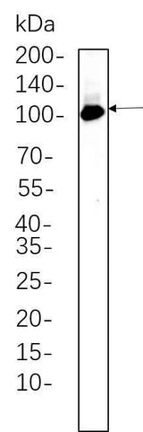 Anti-Human/Mouse/Rat PI3 Kinase Class 3 Antibody [B576]