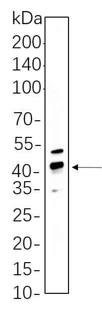 Anti-Human/Mouse/Rat/Pig CREB-1 Antibody [B544] - ABMIUM