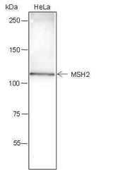 Anti-Human MSH2 Antibody [A307]