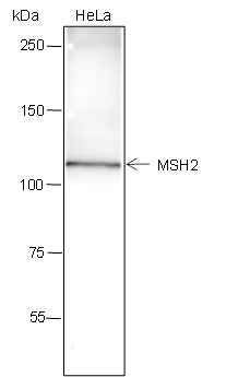Anti-Human MSH2 Antibody [A307] - ABMIUM
