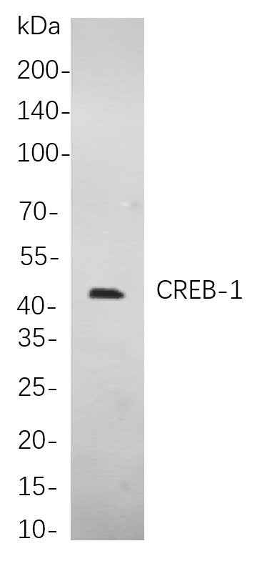 Anti-Human/Mouse/Rat CREB-1 Antibody [B812] - ABMIUM