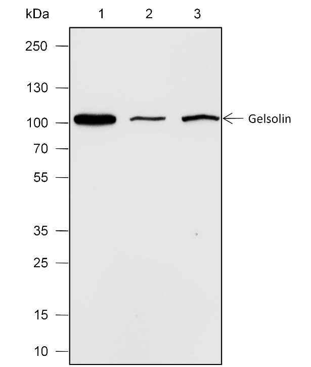 Anti-Human/Rat/Mouse Gelsolin Antibody [A612]