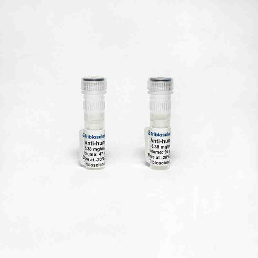 Monoclonal Anti-human IgE Antibody – IgG1, kappa light chain