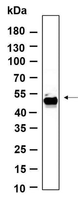 Anti-Human/Mouse/Rat Smad1 Antibody [B873]