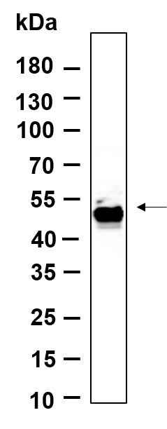 Anti-Human/Mouse/Rat Smad1 Antibody [B873] - ABMIUM