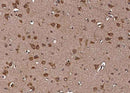 Anti-Human LRPAP1 Antibody [A964] - ABMIUM