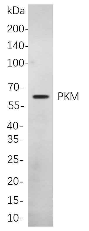 Anti-Human/Mouse/Rat PKM Antibody [B853] - ABMIUM