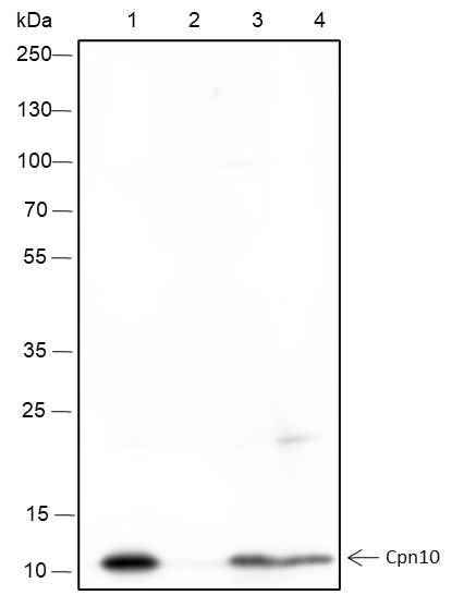 Anti-Human/Rat/Mouse Cpn10 Antibody [A193] - ABMIUM