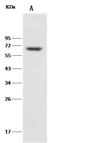 Anti-Human CD27 Antibody [A1116] - ABMIUM