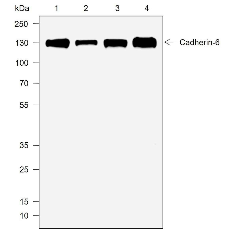 Anti-Human Cadherin-6 Antibody [A728]