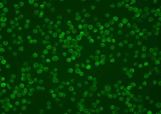 Anti-Human TNFRSF14 Antibody [B242] - ABMIUM