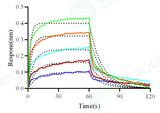 Loaded FcγRIIA / CD32a (H167) recombinant protein (Cat. PKSH030294)  on His1K Biosensor, can bind Bevacizumab (IgG1) with an affinity constant of 0.55 μM as determined in a BLI assay (Sartorius Octet Red384).