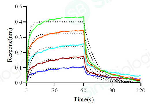 Loaded FcγRIIA / CD32a (H167) recombinant protein (Cat. PKSH030294)  on His1K Biosensor, can bind Bevacizumab (IgG1) with an affinity constant of 0.55 μM as determined in a BLI assay (Sartorius Octet Red384).