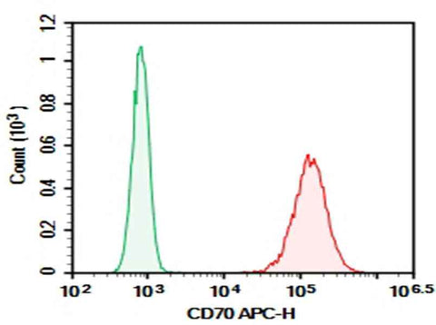 Anti-Human CD70 Antibody [113-16] - ABMIUM