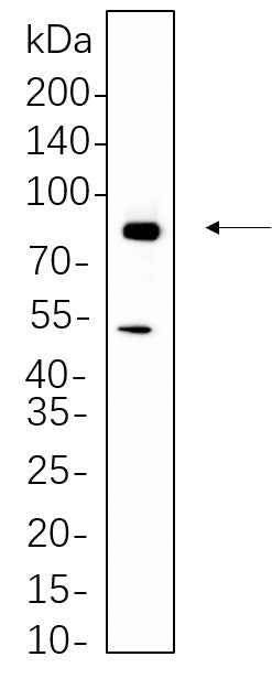 Anti-Human/Mouse/Rat RSK2 Antibody [B586] - ABMIUM