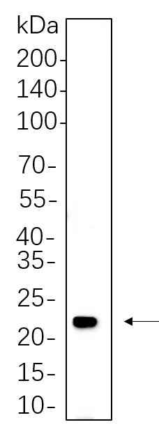 Anti-Human/Mouse/Rat HRAS Antibody [B769] - ABMIUM