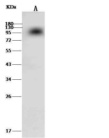Anti-Mouse F2 Antibody [B442] - ABMIUM
