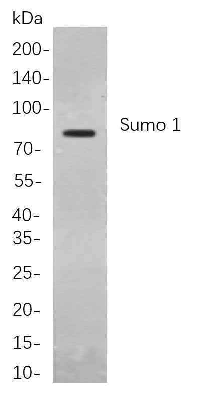 Anti-Human/Mouse/Rat Sumo 1 Antibody [B810] - ABMIUM