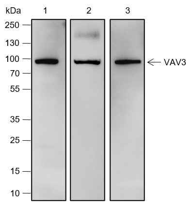 Anti-Human/Rat/Mouse VAV3 Antibody [A556] - ABMIUM