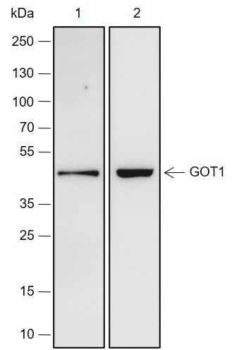 Anti-Human/Rat/Mouse GOT1 Antibody [A236]
