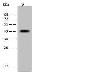 Anti-Mouse MAP2K1 Antibody [B437] - ABMIUM