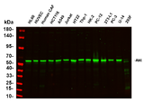 Anti-Human/Mouse/Rat/Chicken/Goat Akt Antibody [B743]