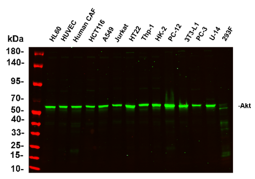 Anti-Human/Mouse/Rat/Chicken/Goat Akt Antibody [B743] - ABMIUM