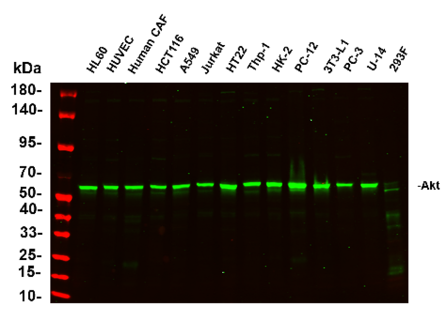 Anti-Human/Mouse/Rat/Chicken/Goat Akt Antibody [B743]