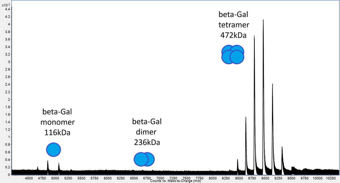 Scientist reviewing mass spectrometry data