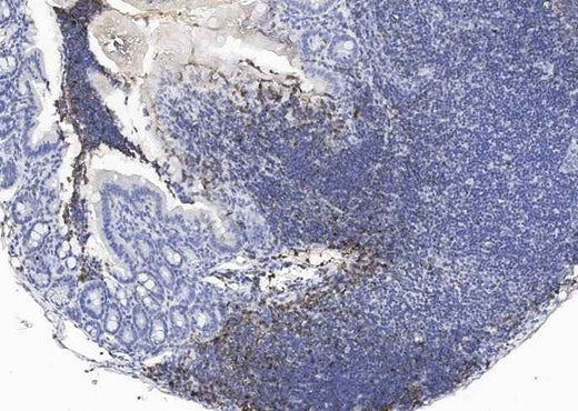 Anti-Mouse CD19 Antibody [B457] - ABMIUM