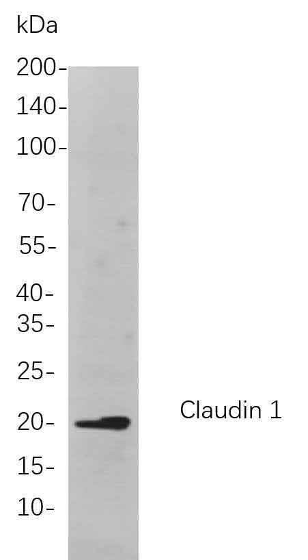 Anti-Human/Mouse/Rat Claudin 1 Antibody [B730] - ABMIUM