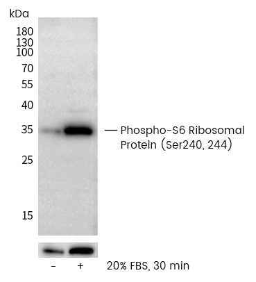 Anti-Human RPS6 Antibody [B293] - ABMIUM