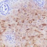 Anti-Human Keratin 4 Antibody [A279]