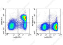 Anti-Mouse CD205 Antibody [NLDC-145] - ABMIUM
