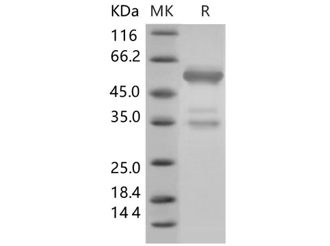 > 85 % as determined by reducing SDS-PAGE.