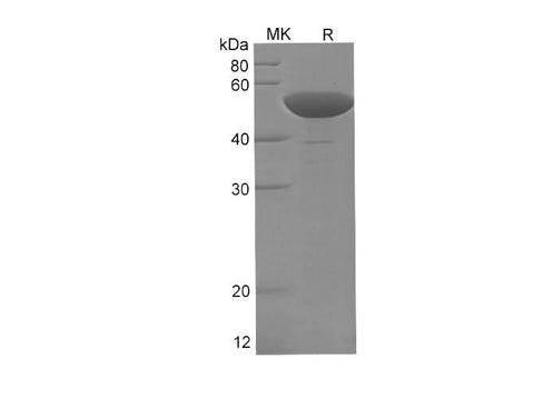 SDS-PAGE analysis of E.coli Glycerol kinase proteins, 2 μg/lane of Recombinant E.coli Glycerol kinase proteins was resolved with SDS-PAGE under reducing conditions, showing bands at 55-58 kDa.