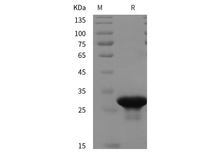 SDS-PAGE analysis of Human RAB5C proteins, 2 μg/lane of Recombinant Human RAB5C proteins was resolved with SDS-PAGE under reducing conditions, showing bands at 30 kDa.