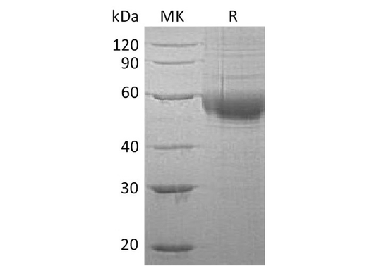 > 90 % as determined by reducing SDS-PAGE.