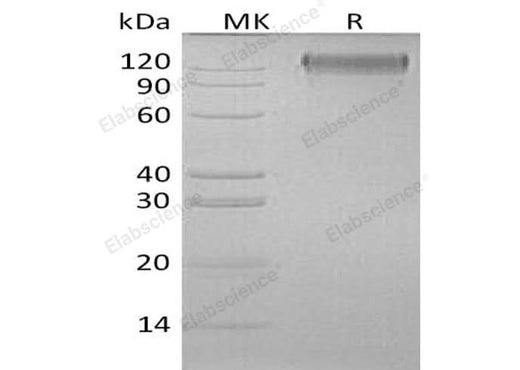 > 90 % as determined by reducing SDS-PAGE.