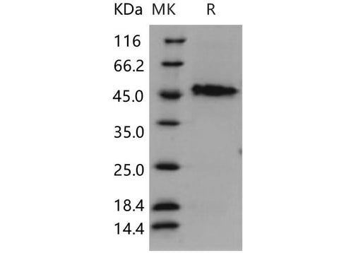 > 96 % as determined by reducing SDS-PAGE.