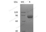 > 95 % as determined by reducing SDS-PAGE.